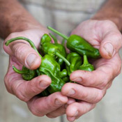 Pimientos de Padron pepper